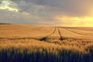 Новини культури - Гороскоп для знаків зодіаку на 15 квітня 2025 року