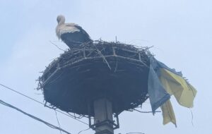На Закарпатті лелека приніс до гнізда прапор України