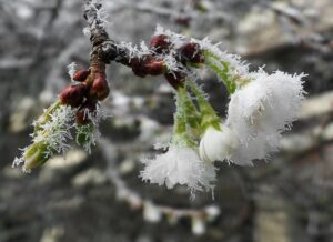 Сонячні дні і нічні заморозки: прогноз на кінець квітня