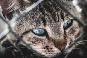 Новини культури - Свята 10 квітня 2025 року: що не можна робити в цей день