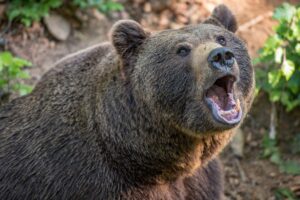 У Румунії туристка загинула, втікаючи від ведмедя