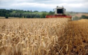 Україні прогнозують найнижчий за 13 років урожай пшениці
