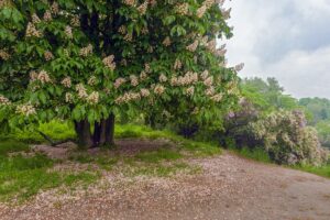 Україну накриють нічні заморозки