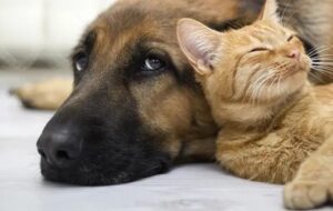 Реєстрація котів та собак: що треба знати