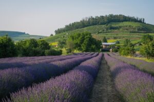 Гороскоп для всіх знаків зодіаку на 27 червня 2025 року