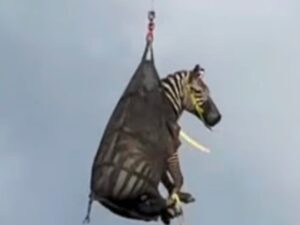 Тиждень на волі: зебра з Теннессі підкорила інтернет