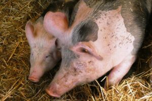 У Чехії через відключення електрики загинули 800 свиней