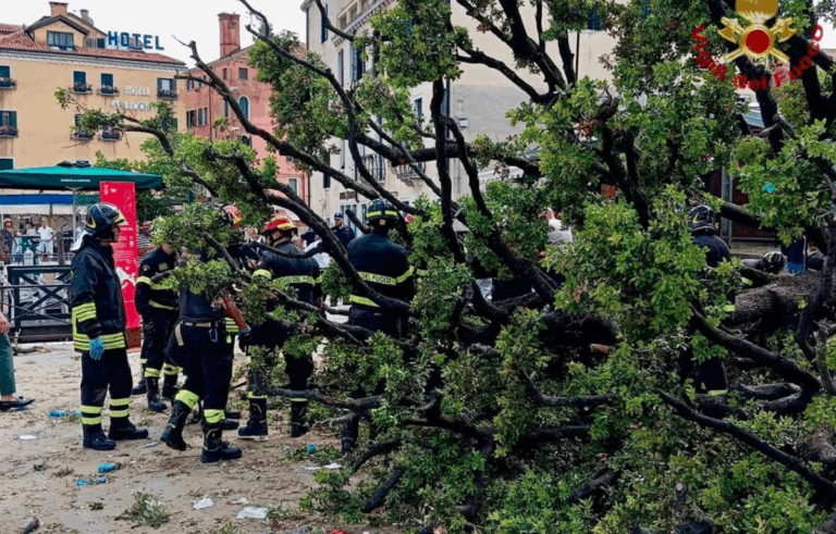У центрі Венеції 50-річне дерево впало на туристів