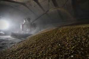 Новини бізнесу - Китай скоротив закупівлі російської пшениці у 16 разів
