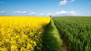 Поляки просять дозволити імпорт ріпаку з України