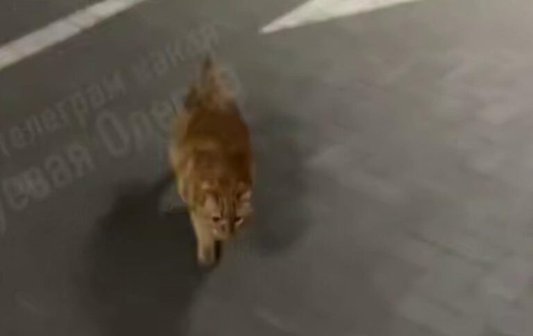 В Одесі кіт вивчив дорогу до укриття