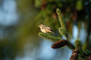 Спека до 35° та місцями грози: погода на вихідні