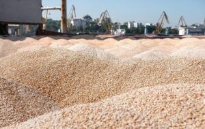 Україна продала мільйон тонн пшениці нового врожаю