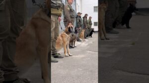 Собаки, які знаходять все