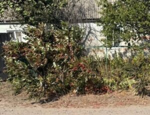 Росіяни вбили жительку Харківщини