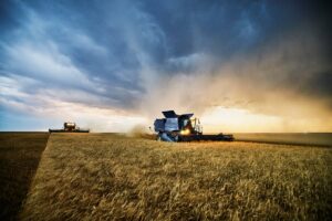 Українські аграрії обмолотили 65% зернових площ
