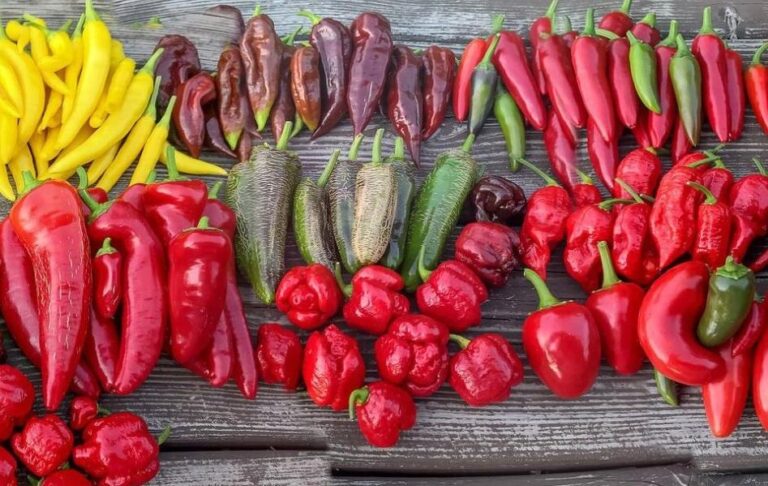 Чарівний світ перцю: історія, користь і найгостріші різновиди