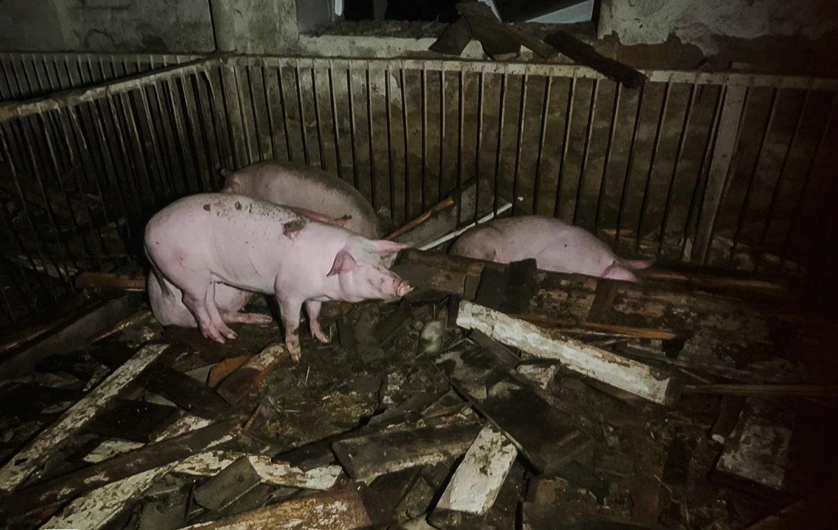 Новини України - На Харківщині через атаку РФ спалахнула ферма: загинули 60 тварин