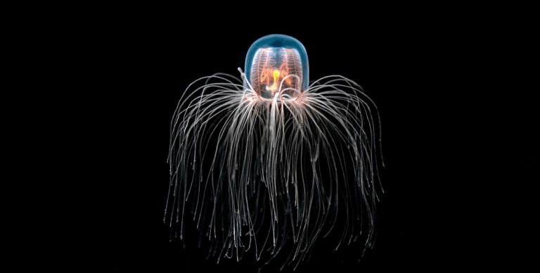 Найдивніші тварини світу