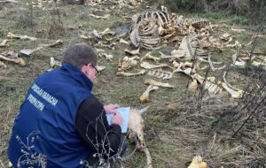Під Харковом виявлено масовий скид кісток великої рогатої худоби