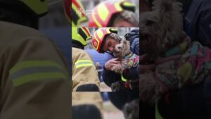 Рятувальники дістали з-під завалів 9-поверхівки у Дніпрі маленьку йоркшир тер’єр Мішель