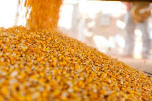 Україна завершує жнива: результати за 2025 рік та прогнози на 2026-й