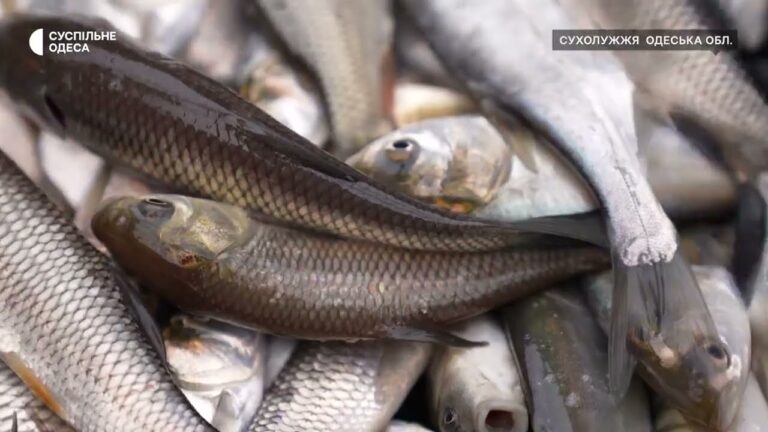 Короп, товстолоб та білий амур – на Одещині зарибили Дністровський лиман