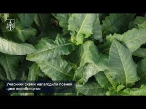 На Прикарпатті викрито незаконне виготовлення тютюну в промислових масштабах
