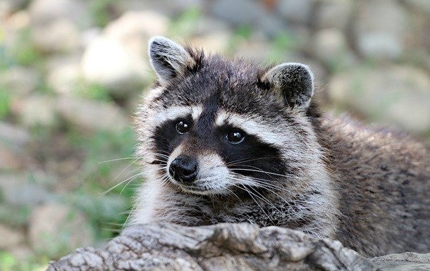 “П’яний єнот” із Вірджинії знову вийшов на справу та став легендою