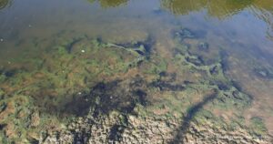 Новини України - Річку в Луганську окупанти перетворили на токсичний колектор - ЦНС