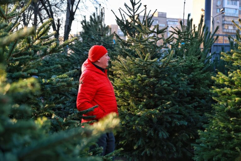 В України утричі збільшили штраф за вирубку хвойних