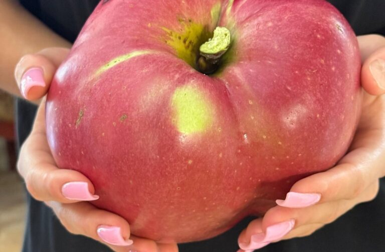 В Україні виростили яблуко-гігант