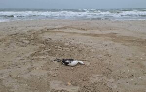 Розлив олії під Одесою призвів до загибелі понад 1000 птахів – еколог