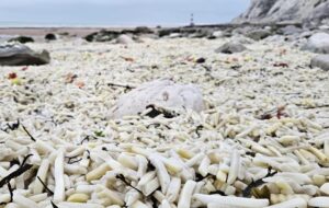 В Англії на узбережжя викинуло тонни картоплі фрі та цибулі