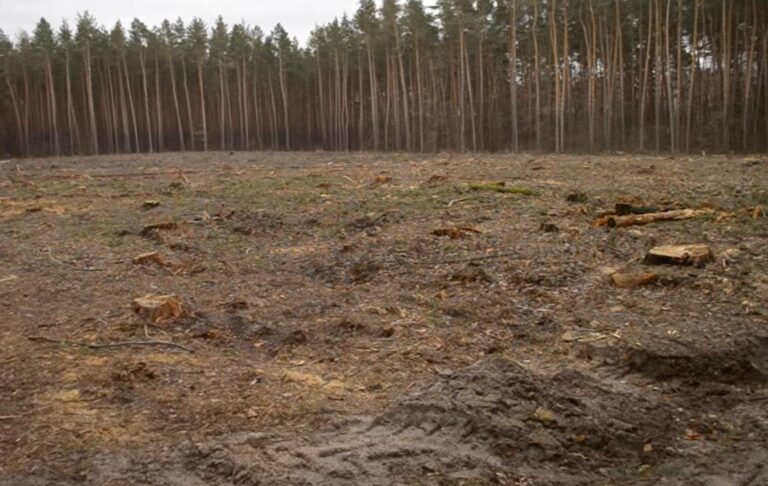 Збитки на 546 млн грн: ДБР викрило за рік сотні злочинів в лісовій галузі