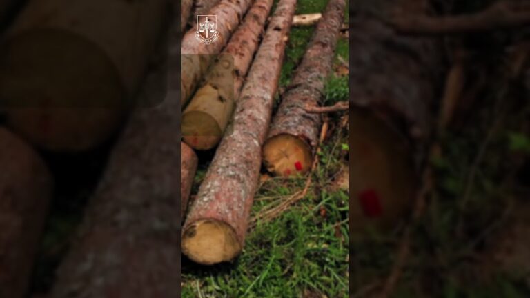 За незаконну порубку дерев прокуратура вимагає відшкодувати 11,8 млн грн