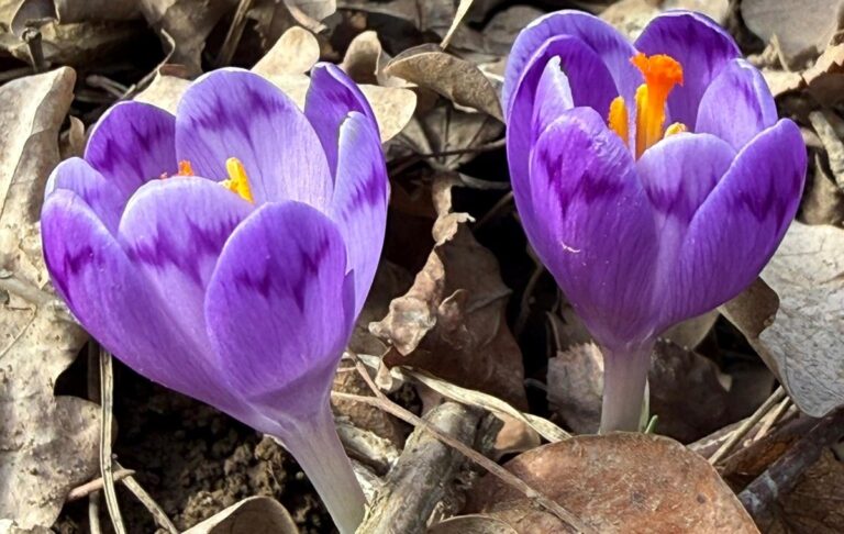 На Закарпатті зацвіли шафрани та підсніжники