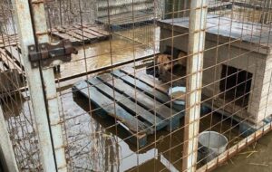 Притулок у Кропивницькому опинився під водою: “у пастці” сотні собак