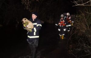 У Кропивницькому через розлив річки затопило притулок для тварин