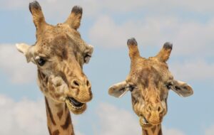 Названо сім видів тварин, які оплакують близьких