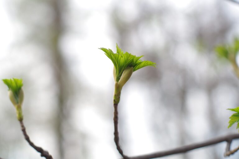 Потепління, місцями дощитиме: синоптики про погоду у найближчі дні