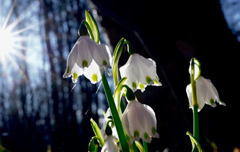 Прогріє до +15&deg;: якою буде погода на початку тижня