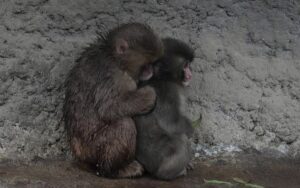 Самотня мавпочка Панч знайшла друга: її відкинула зграя