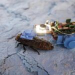 Сінгапурські вчені створили тарганів-кіборгів