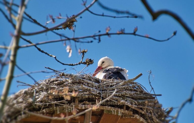 Свята 17 березня 2026 року: іменини, прикмети