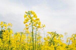 Україна може збільшити посіви ріпаку через війну в Ірані