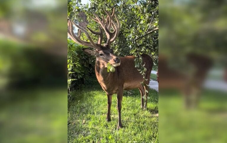 Відомого оленя Бориса з Рівненщини збила машина