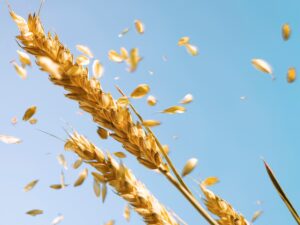 Війна в Ірані розганяє ціни на продовольство