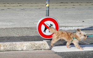 “Заборона тримати собак на ланцюгу”: в Україні спростували фейк