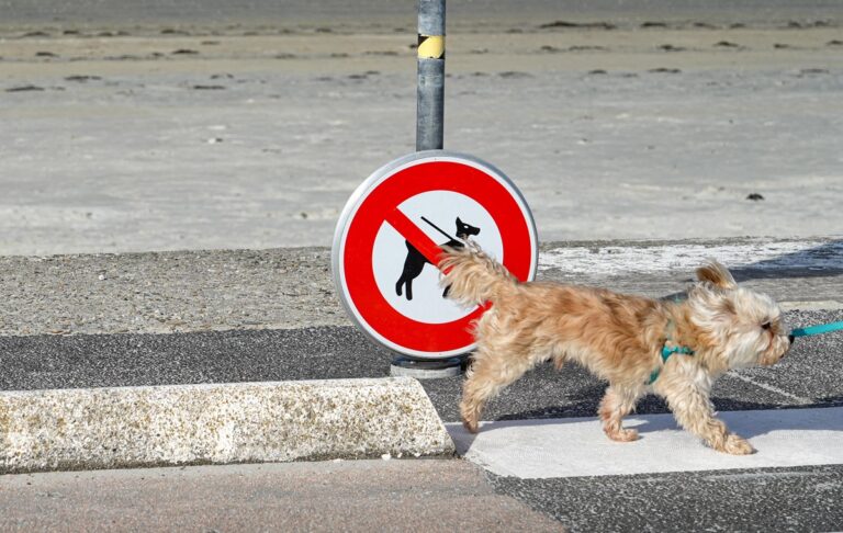 “Заборона тримати собак на ланцюгу”: в Україні спростували фейк